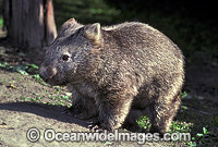 Common Wombat (Vombatus ursinus). New South Wales, Australia