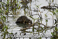 Rakali (Hydromys chrysogaster), also known as Rabe, Australian Otter and Water-rat. Hasties Swamp National Park. Atherton Tablelands, north Queensland, Australia