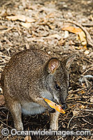 Parma Wallaby (Macropus parma). Found in Eucalypt forest and occasionally rainforest from the Watagon Mountains to Gibralter Range in New South Wales, Australia. Vulnerable Species
