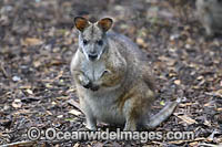 Parma Wallaby (Macropus parma) Found in Eucalypt forest and occasionally rainforest from the Watagon Mountains to Gibralter Range in New South Wales, Australia. Vulnerable Species