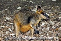 Swamp Wallaby (Wallabia bicolor). Found in a variety of dense forest habitats throughout eastern and south-eastern Australia