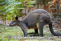Swamp Wallaby (Wallabia bicolor). Found in forests, woodlands and scrub throughout eastern Australia. Photo was taken in Mimosa Rocks National Park, New South Wales southern coast, Australia.