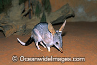 Greater Bilby (Macrotis lagotis). Eastern Australia.The Bilby formerly occurred over 70% of mainland Australia but now classified Vulnerable on the IUCN Red List. Rare and Endangered species.