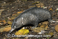 Short-beaked Echidna (Tachyglossus aculaetus) - juvenile. Echidnas are egg laying mammals. Eastern Australia