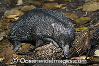 Short-beaked Echidna (Tachyglossus aculaetus) - juvenile. Echidnas are egg laying mammals. Eastern Australia