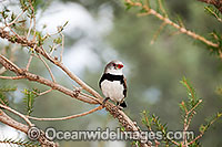 Diamond Firetail Finch (Stagonopleura guttata) - male. Found in grassy woodlands of South-Eastern Australia, Australia