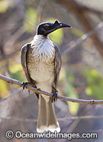 Noisy Friarbird (Philemon corniculatus). Found in open forests, woodlands, swamplands, heathlands and banksia trees throughout eastern Australia. Photo taken at Warrumbungle National Park, New South Wales, Australia.