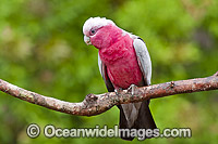 Galah (Cacatua roseicapilla). Found throughout Australia in open inland country and cleared coastal areas. Photo taken at Coffs Harbour, New South Wales, Australia.