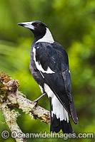 Black-backed Magpie (Gymnorhina tibicen). Also known as Australian Magpie. Found throughout Australia, but with regional colour variation (White-back and Blackback being most common). Photo taken at Coffs Harbour, NSW, Australia.