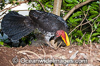 Australian Brush Turkey (Alectura lathami) or Bush Turkey - male attending leaf-litter nest mound. Yellow breeding wattle around base of neck. Found in temperate to tropical rainforests and around gullies in wet eucalypt forests of eastern Australia.