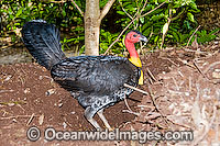 Australian Brush Turkey (Alectura lathami) or Bush Turkey - male attending leaf-litter nest mound. Yellow breeding wattle around base of neck. Found in temperate to tropical rainforests and around gullies in wet eucalypt forests of eastern Australia.