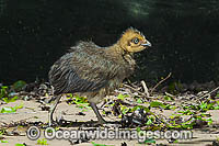Australian Brush Turkey (Alectura lathami), two day old chick. Also known as Bush Turkey. Found in temperate to tropical rainforests and around gullies in wet eucalypt and rainforests of eastern Australia. Photo taken Coffs Harbour, NSW, Australia.