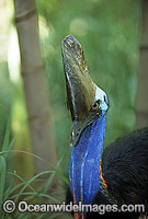 Southern Cassowary (Casuarius casuarius). Dangerous bird when provoked - has attacked and killed people. Tropical Rainforest, North Queensland, Australia. Rare and endangered. Protected species.