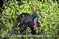 Southern Cassowary (Casuarius casuarius). Dangerous bird when provoked - has attacked and killed people. Tropical Rainforest, North Queensland, Australia. Rare and endangered. Protected species.