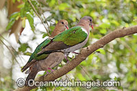 Emerald Dove (Chalcophaps indica), resting in a tree. Also known as Green Dove & Green-winged Pigeon. Found in tropical rainforests & woodlands of coastal Nth & East Australia, Norfolk, Lord Howe & Christmas Islands. Also Pakistan, Sri Lanka & Indonesia.