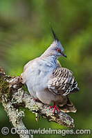 Crested Pigeon (Ocyphaps lophotes). Found in open woodlands, scrublands and farmlands throughout Australia. Photo taken at Coffs Harbour, New South Wales, Australia.
