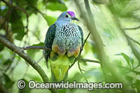 Rose-crowned Fruit Dove (Ptilinopus regina). Also known as Pink-capped Fruit Dove or Swainson's Fruit Dove. Found in rainforests of northern & eastern Australia, Lesser Sunda Islands & Maluku Islands of Indonesia.