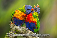 Rainbow Lorikeet (Trichoglossus haematodus), pair grooming each other. Found in all forests, woodlands and gardens throughout Australia. Photo taken at Coffs Harbour, New South Wales, Australia.