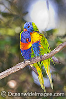 Pair of Rainbow Lorikeets (Trichoglossus haematodus) - male and female. Coffs Harbour, New South Wales, Australia
