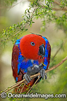 Eclectus Parrot (Eclectus roratus) - juvenile female. Rainforest Habitat, Cape York Peninsula, Australia