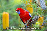 Crimson Rosella (Platycercus elegans). Found in forests, rainforests and gardens throughout southeastern SA, through Tas, Vic and coastal NSW into southeastern Qld.