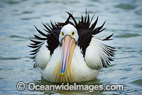 Australian Pelican (Pelecanus conspicillatus), resting on the surface of the ocean. This large water bird is found throughout Australia and New Guinea. Also in Fiji and parts of Indonesia and New Zealand. Central New South Wales coast, Australia.