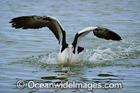 Australian Pelican (Pelecanus conspicillatus), taking flight. This large water bird is found throughout Australia and New Guinea. Also in Fiji and parts of Indonesia and New Zealand. Central New South Wales coast, Australia.