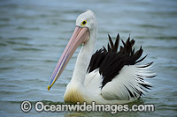 Australian Pelican (Pelecanus conspicillatus), resting on the surface of the ocean. This large water bird is found throughout Australia and New Guinea. Also in Fiji and parts of Indonesia and New Zealand. Central New South Wales coast, Australia.