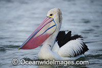 Australian Pelican (Pelecanus conspicillatus), during breading season showing the color change of the bill and pouch. Found throughout Australia and New Guinea. Also in Fiji and parts of Indonesia and New Zealand. Central New South Wales coast, Australia.