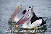 Australian Pelicans (Pelecanus conspicillatus), during breading season showing the color change of the bill and pouch. Found throughout Australia and New Guinea. Also in Fiji and parts of Indonesia and New Zealand. Central New South Wales coast, Australia