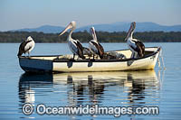 Australian Pelicans (Pelecanus conspicillatus), resting on a boat. This large water bird is found throughout Australia and New Guinea. Also in Fiji and parts of Indonesia and New Zealand. Central New South Wales coast, Australia.