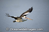 Australian Pelican (Pelecanus conspicillatus), in flight. This large water bird is found throughout Australia and New Guinea. Also in Fiji and parts of Indonesia and New Zealand. Central New South Wales coast, Australia.