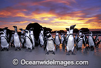 African Penguins (Spheniscus demersus) returning to nesting beach at sunset, after fishing at sea. Also known as Jackass Penguins. Boulder Beach, South Africa