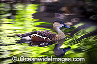 Wandering Whistling-duck (Dendrocygna arcuata). Wetlands and Tidal Creeks of Northern Australia