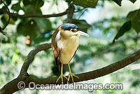 Nankeen (Rufous) Night Heron (Nycticorax caledonicus). Found around swamps, intertidal flats, estuaries, rivers and ponds throughout Australia