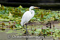 Great Egret (Ardea alba). Found around floodwaters, rivers, shallow wetlands and intertidal mud-flats throughout Australia