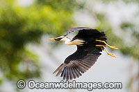 Pied Heron (Ardea picata) - in flight. Boigu Island, Torres Strait. Found in coastal wetlands, tidal and mangrove mudflats, swamps, wet pasture and flood plains of Northern Australia
