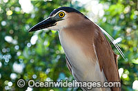 Nankeen (Rufous) Night Heron (Nycticorax caledonicus). Found around swamps, intertidal flats, estuaries, rivers and ponds throughout Australia.