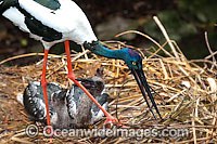 Black-necked Stork (Ephippiorhynchus asiaticus) parent bird in nest with chicks. Also known as Jabiru. Found throughout the northern wetland areas of Australia and southern New Guinea.