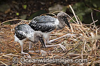 Black-necked Stork (Ephippiorhynchus asiaticus) chicks in nest. Also known as Jabiru. Found throughout the northern wetland areas of Australia and southern New Guinea.