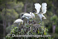 Australian White Ibis (Threskiornis molucca), in nest. Widespread in eastern, northern and south-western Australia. Photo taken in Coffs Harbour, New South Wales, Australia.