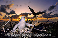 Great Frigatebird (Fregata minor) chick. Lihou Reef Island, Coral Sea, Australia