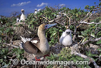 Red-footed Booby (Sula sula) with chick. Lihou Reef Island, Coral Sea, Australia