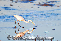 Intermediate Egret (Ardea intermedia) - fishing in tidal flats. Found in freshwater wetlands, billabongs and swamps throughout Australia