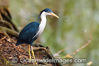 Pied Heron (Ardea picata). Found in coastal wetlands, tidal and mangrove mudflats, swamps, wet pasture and flood plains of Northern Australia
