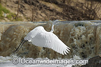 Great Egret (Ardea alba). Found around wetlands, flooded pastures, rivers, estuaries, mangroves and reefs throughout Australia. Photo taken on the Darling River, near Menindee, New South Wales, Australia.