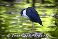 Pied Heron (Ardea picata). Found in coastal wetlands, tidal and mangrove mudflats, swamps, wet pasture and flood plains of Northern Australia
