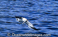 Pacific Gull (Larus pacificus) - with a captured herring. Endemic Australian species, commonly seen along the south-western and southern coasts of Australia, scarcely seen elsewhere.