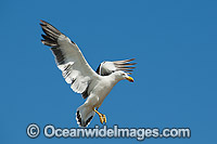 Pacific Gull (Larus pacificus), in flight. Found throughout coastal southern Australia. Photo taken off Eyre Peninsula, South Australia, Australia.