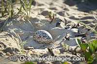 Pied Oystercatcher (Haematopus longirostris), nest with egg. Found on beaches, mudflats and rocky coasts throughout Australia. Photo taken Coffs Harbour, New South Wales, Australia.
